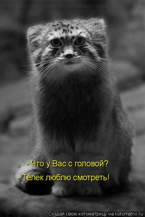- Что у Вас с головой? - Телек люблю смотреть!... Котоматрица: - Что у Вас с головой? - Телек люблю смотреть!