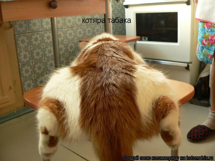 котяра табака... Котоматрица: котяра табака