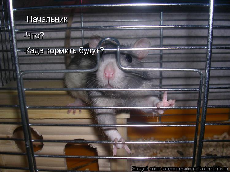 -Начальник -Что? -Када кормить будут?... Котоматрица: -Начальник -Что? -Када кормить будут?