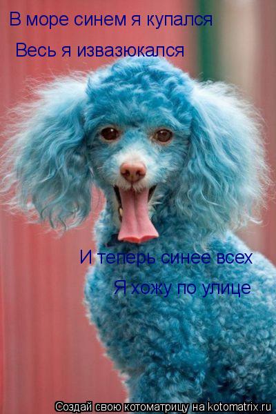 В море синем я купался Весь я извазюкался И теперь синее всех Я хожу по улице... Котоматрица: В море синем я купался Весь я извазюкался И теперь синее всех Я хожу по улице