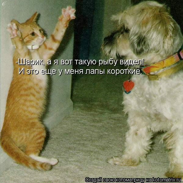 -Шарик, а я вот такую рыбу видел! И это еще у меня лапы короткие.... Котоматрица: -Шарик, а я вот такую рыбу видел! И это еще у меня лапы короткие.