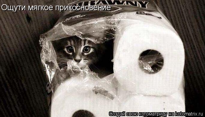 Ощути мягкое прикосновение... Котоматрица: Ощути мягкое прикосновение