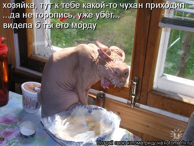 хозяйка, тут к тебе какой-то чухан приходил ...да не торопись, уже убёг... видела б ты его морду... Котоматрица: хозяйка, тут к тебе какой-то чухан приходил ...да не торопись, уже убёг... видела б ты его морду