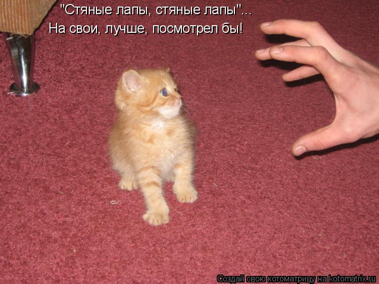 На свои, лучше, посмотрел бы! "Стяные лапы, стяные лапы"...... Котоматрица: На свои, лучше, посмотрел бы! "Стяные лапы, стяные лапы"...