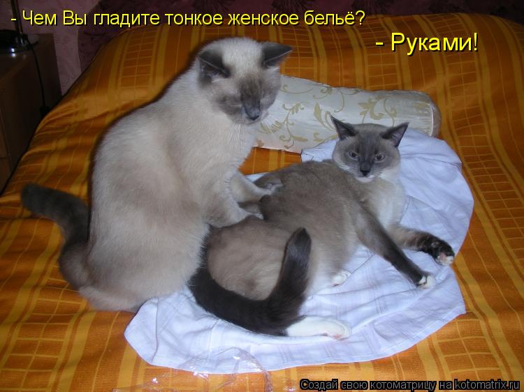 - Чем Вы гладите тонкое женское бельё? - Руками!... Котоматрица: - Чем Вы гладите тонкое женское бельё? - Руками!