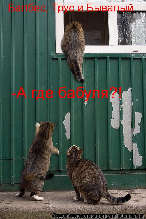 Балбес, Трус и Бывалый -А где бабуля?!... Котоматрица: Балбес, Трус и Бывалый -А где бабуля?!