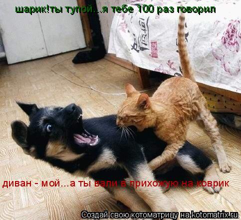 шарик!ты тупой...я тебе 100 раз говорил диван - мой...а ты вали в прихожую на коврик... Котоматрица: шарик!ты тупой...я тебе 100 раз говорил диван - мой...а ты вали в прихожую на коврик