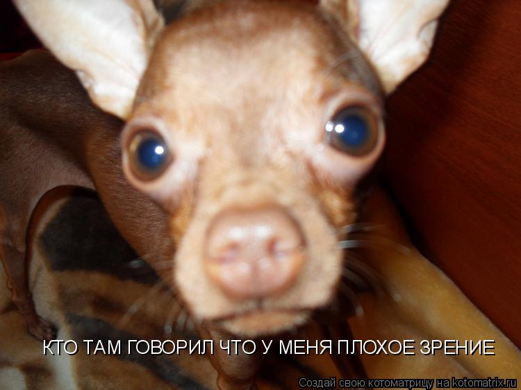 КТО ТАМ ГОВОРИЛ ЧТО У МЕНЯ ПЛОХОЕ ЗРЕНИЕ... Котоматрица: КТО ТАМ ГОВОРИЛ ЧТО У МЕНЯ ПЛОХОЕ ЗРЕНИЕ