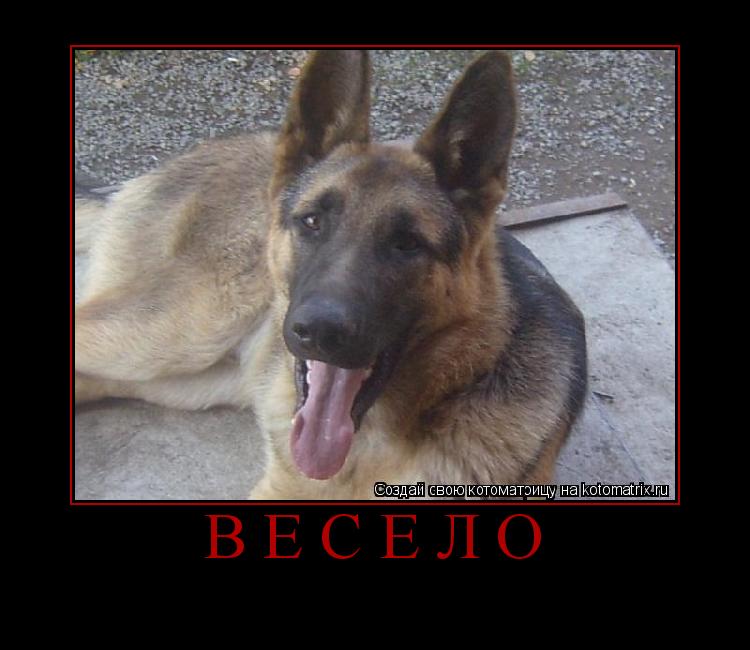 Весело ... Котоматрица: Весело