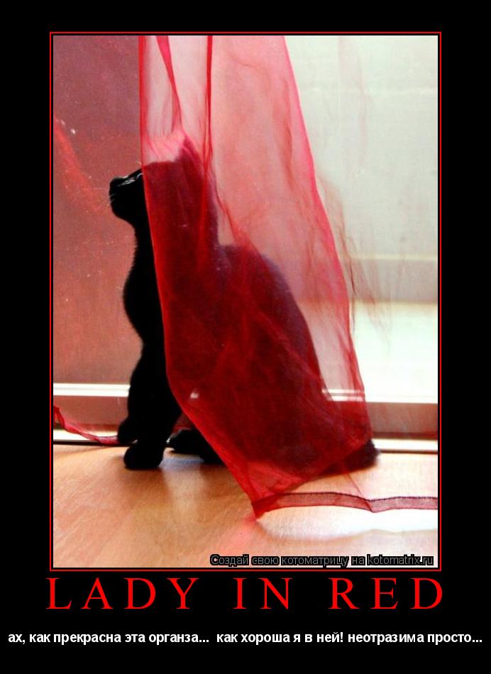 Котоматрица: Lady in Red ах, как прекрасна эта органза...  как хороша я в ней! неотразима просто...