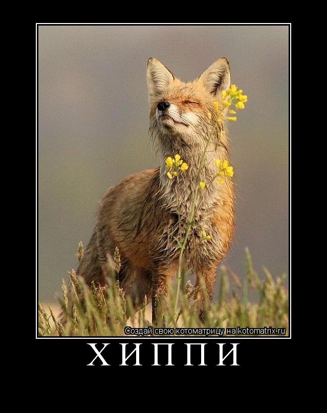 Котоматрица: Хиппи 