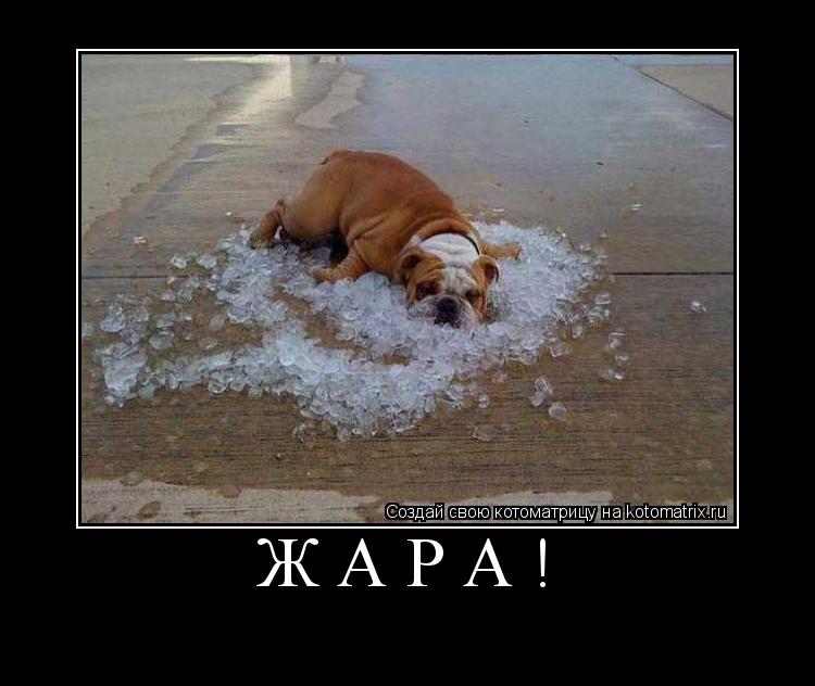 ЖАРА! ... Котоматрица: ЖАРА!