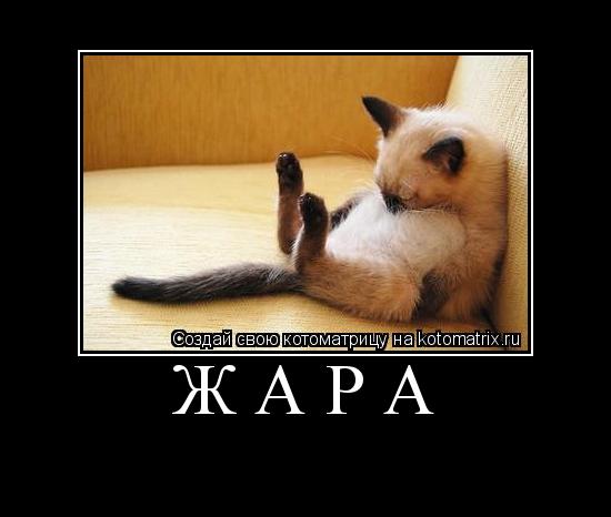 Жара ... Котоматрица: Жара