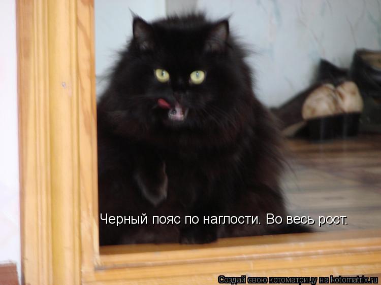 Черный пояс по наглости. Во весь рост.... Котоматрица: Черный пояс по наглости. Во весь рост.