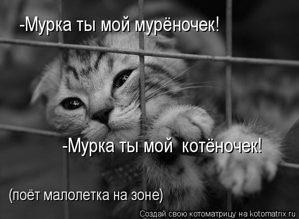 -Мурка ты мой мурёночек! -Мурка ты мой котёночек! (поёт малолетка на зоне)... Котоматрица: -Мурка ты мой мурёночек! -Мурка ты мой котёночек! (поёт малолетка на зоне)