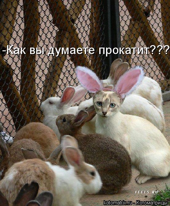-Как вы думаете прокатит???... Котоматрица: -Как вы думаете прокатит???