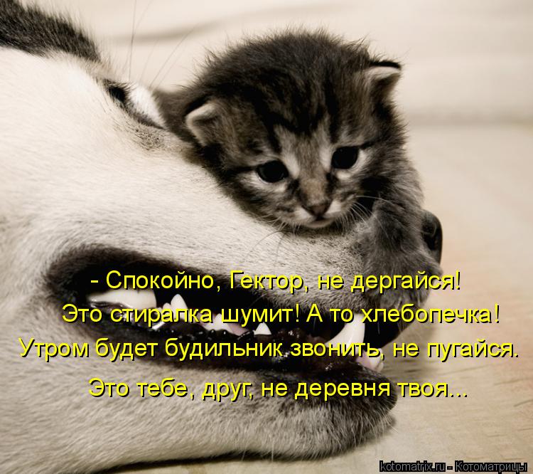 - Спокойно, Гектор, не дергайся! Это стиралка шумит! А то хлебопечка! Утром будет будильник звонить... Котоматрица: - Спокойно, Гектор, не дергайся! Это стиралка шумит! А то хлебопечка! Утром будет будильник звонить, не пугайся. Это тебе, друг, не деревня тв