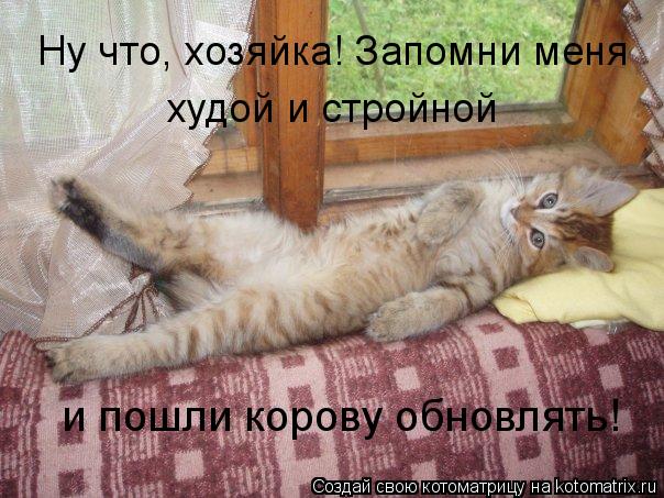 Ну что, хозяйка! Запомни меня худой и стройной и пошли корову обновлять!... Котоматрица: Ну что, хозяйка! Запомни меня худой и стройной и пошли корову обновлять!