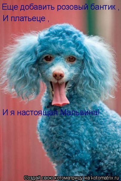 Еще добавить розовый бантик , Еще добавить розовый бантик , И платьеце , И платьеце , И я настоящая... Котоматрица: Еще добавить розовый бантик , Еще добавить розовый бантик , И платьеце , И платьеце , И я настоящая Мальвина!