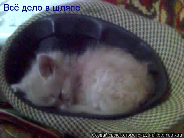 Всё дело в шляпе... Котоматрица: Всё дело в шляпе
