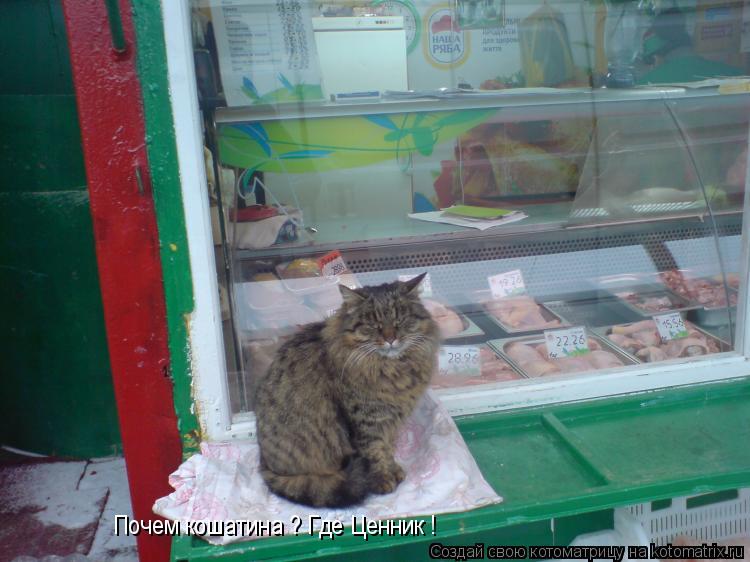 Почем кошатина ? Где Ценник !... Котоматрица: Почем кошатина ? Где Ценник !