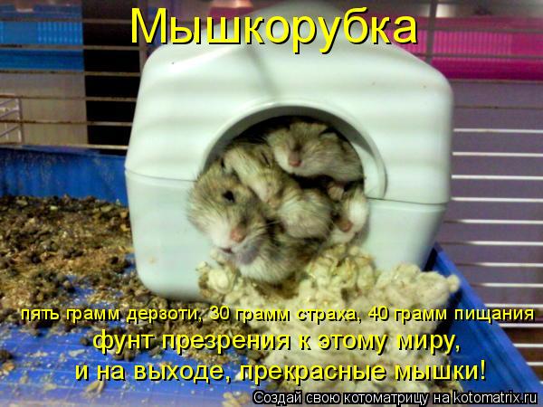 Мышкорубка пять грамм дерзоти, 30 грамм страха, 40 грамм пищания фунт презрения к этому миру, и на в... Котоматрица: Мышкорубка пять грамм дерзоти, 30 грамм страха, 40 грамм пищания фунт презрения к этому миру, и на выходе, прекрасные мышки!