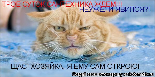 ЩАС! ХОЗЯЙКА, Я ЕМУ САМ ОТКРОЮ! ТРОЕ СУТОК САНТЕХНИКА ЖДЕМ!!! НЕУЖЕЛИ ЯВИЛСЯ?!... Котоматрица: ЩАС! ХОЗЯЙКА, Я ЕМУ САМ ОТКРОЮ! ТРОЕ СУТОК САНТЕХНИКА ЖДЕМ!!! НЕУЖЕЛИ ЯВИЛСЯ?!