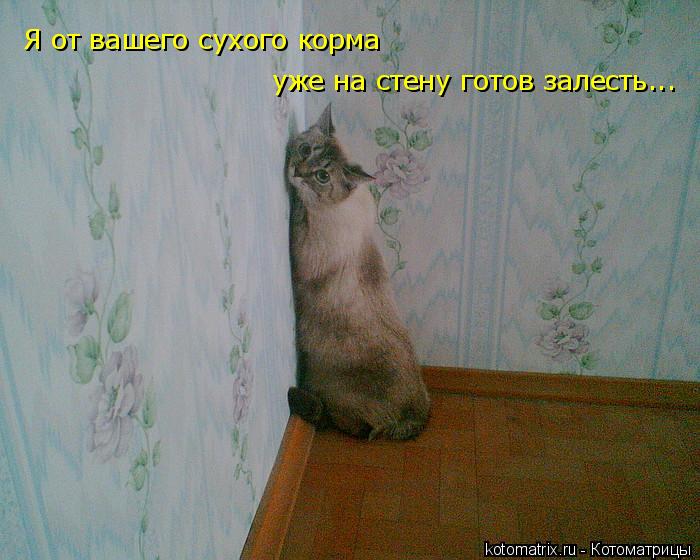 Я от вашего сухого корма уже на стену готов залесть...... Котоматрица: Я от вашего сухого корма уже на стену готов залесть...