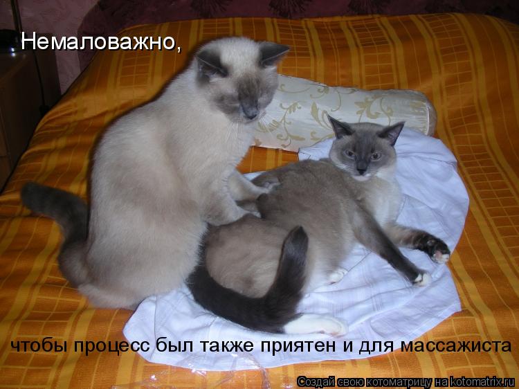 чтобы процесс был также приятен и для массажиста Немаловажно,... Котоматрица: чтобы процесс был также приятен и для массажиста Немаловажно,