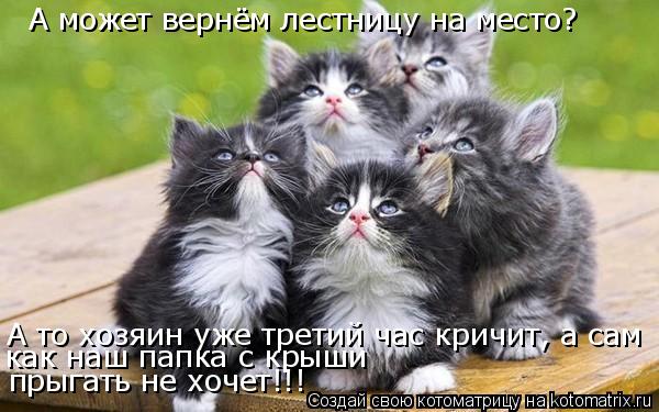 Котоматрица: А может вернём лестницу на место? А то хозяин уже третий час кричит, а сам  как наш папка с крыши  прыгать не хочет!!!