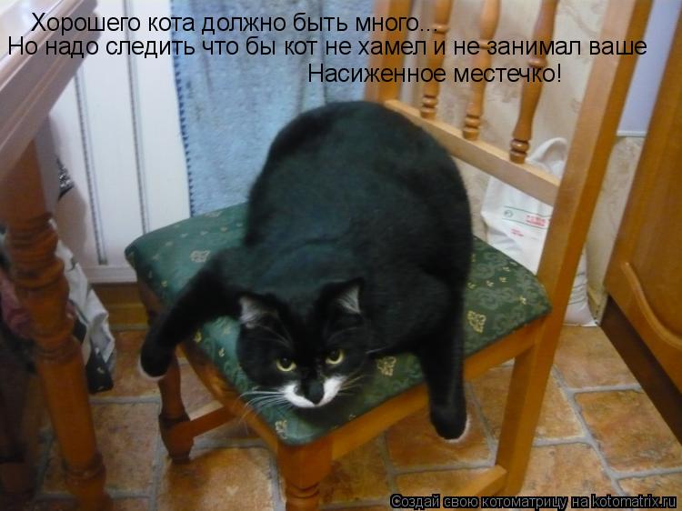 Хорошего кота должно быть много... Но надо следить что бы кот не хамел и не занимал ваше Насиженное м... Котоматрица: Хорошего кота должно быть много... Но надо следить что бы кот не хамел и не занимал ваше Насиженное местечко!