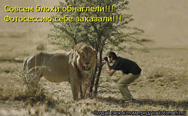 Совсем блохи обнаглели!!! Фотосессию себе заказали!!!... Котоматрица: Совсем блохи обнаглели!!! Фотосессию себе заказали!!!
