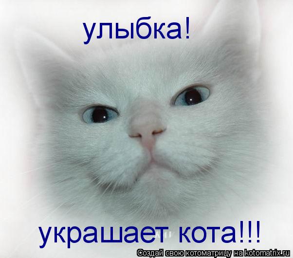 улыбка! украшает кота!!!... Котоматрица: улыбка! украшает кота!!!