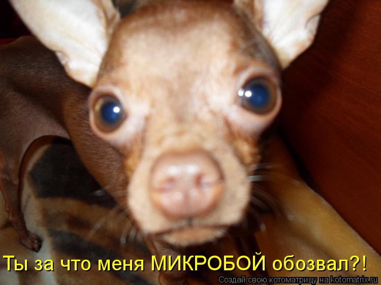 Ты за что меня МИКРОБОЙ обозвал?!... Котоматрица: Ты за что меня МИКРОБОЙ обозвал?!