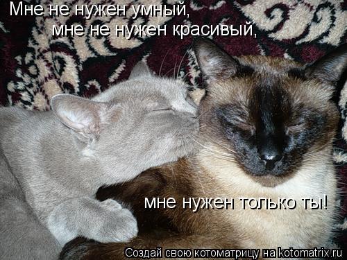 Мне не нужен умный, мне не нужен красивый, мне нужен только ты!... Котоматрица: Мне не нужен умный, мне не нужен красивый, мне нужен только ты!