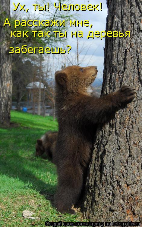 Ух, ты! Человек! А расскажи мне, как так ты на деревья забегаешь?... Котоматрица: Ух, ты! Человек! А расскажи мне, как так ты на деревья забегаешь?