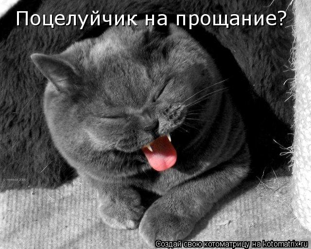 Поцелуйчик на прощание?... Котоматрица: Поцелуйчик на прощание?