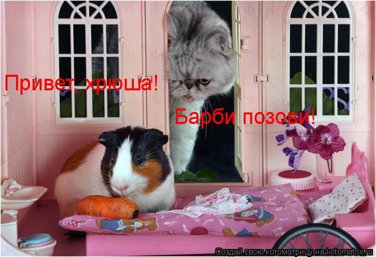 Барби позови! Привет, хрюша!... Котоматрица: Барби позови! Привет, хрюша!