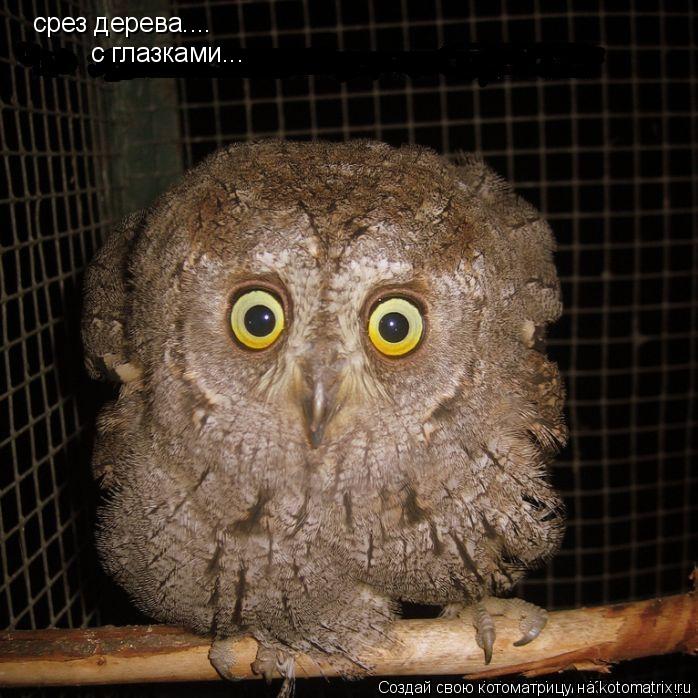 Котоматрица: срез дерева.... с глазками...