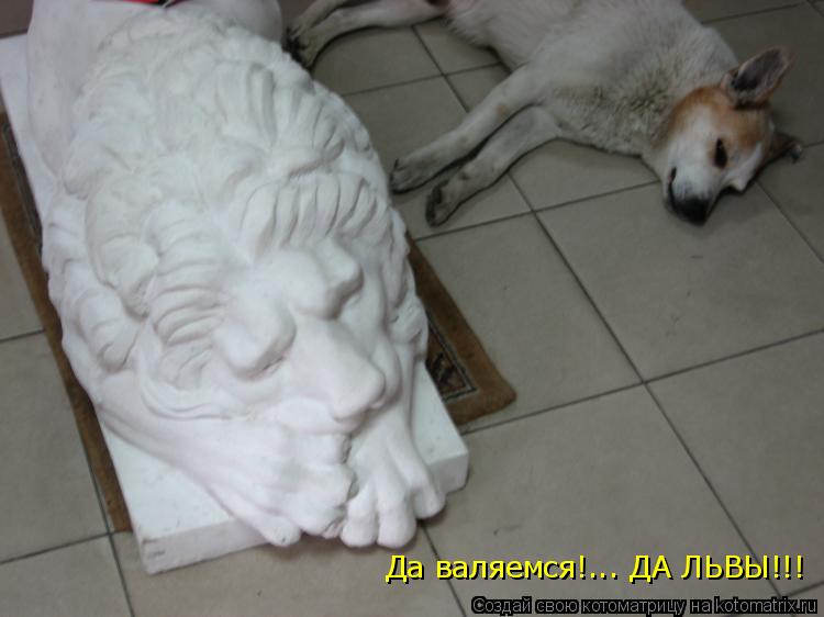 Котоматрица: Да валяемся!... ДА ЛЬВЫ!!!