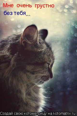 Котоматрица: Мне очень грустно без тебя ...
