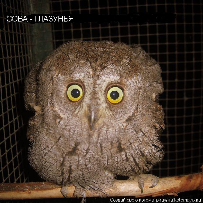 Котоматрица: СОВА - ГЛАЗУНЬЯ