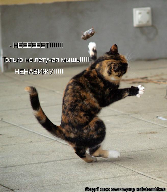 - НЕЕЕЕЕЕТ!!!!!!! Только не летучая мышь!!!!! НЕНАВИЖУ!!!!!... Котоматрица: - НЕЕЕЕЕЕТ!!!!!!! Только не летучая мышь!!!!! НЕНАВИЖУ!!!!!