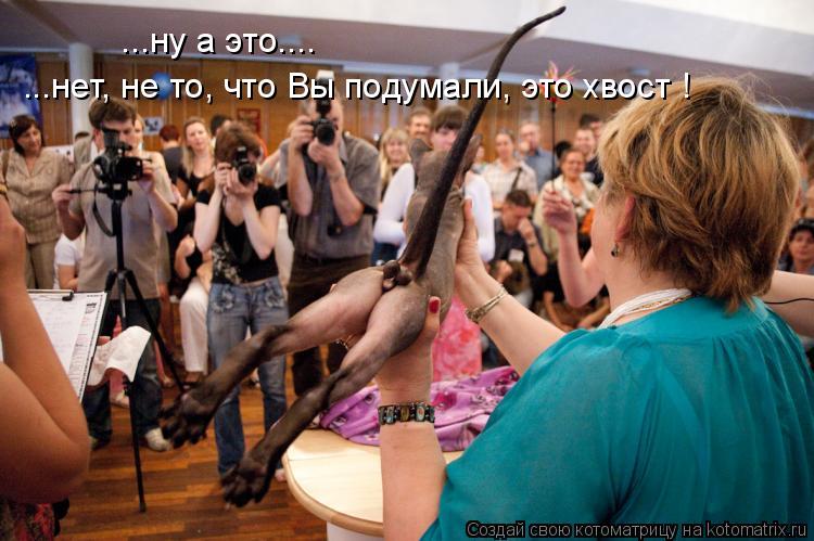 ...ну а это.... ...нет, не то, что Вы подумали, это хвост !... Котоматрица: ...ну а это.... ...нет, не то, что Вы подумали, это хвост !
