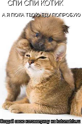 СПИ СПИ КОТИК А Я ПОКА ТВОЮ ЕДУ ПОПРОБУЮ... Котоматрица: СПИ СПИ КОТИК А Я ПОКА ТВОЮ ЕДУ ПОПРОБУЮ