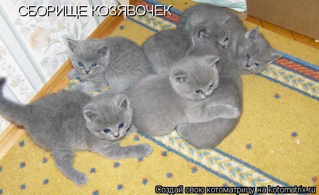 СБОРИЩЕ КОЗЯВОЧЕК... Котоматрица: СБОРИЩЕ КОЗЯВОЧЕК