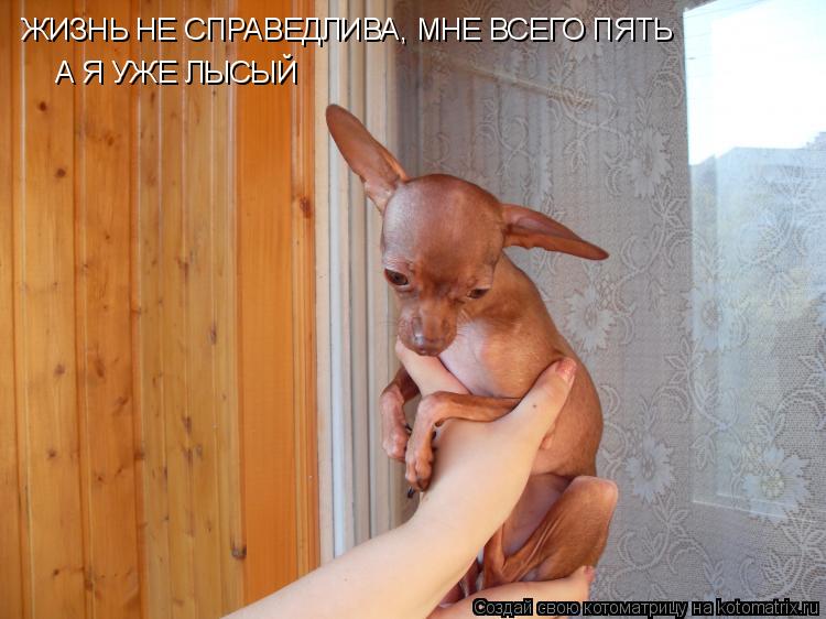 ЖИЗНЬ НЕ СПРАВЕДЛИВА, МНЕ ВСЕГО ПЯТЬ А Я УЖЕ ЛЫСЫЙ... Котоматрица: ЖИЗНЬ НЕ СПРАВЕДЛИВА, МНЕ ВСЕГО ПЯТЬ А Я УЖЕ ЛЫСЫЙ