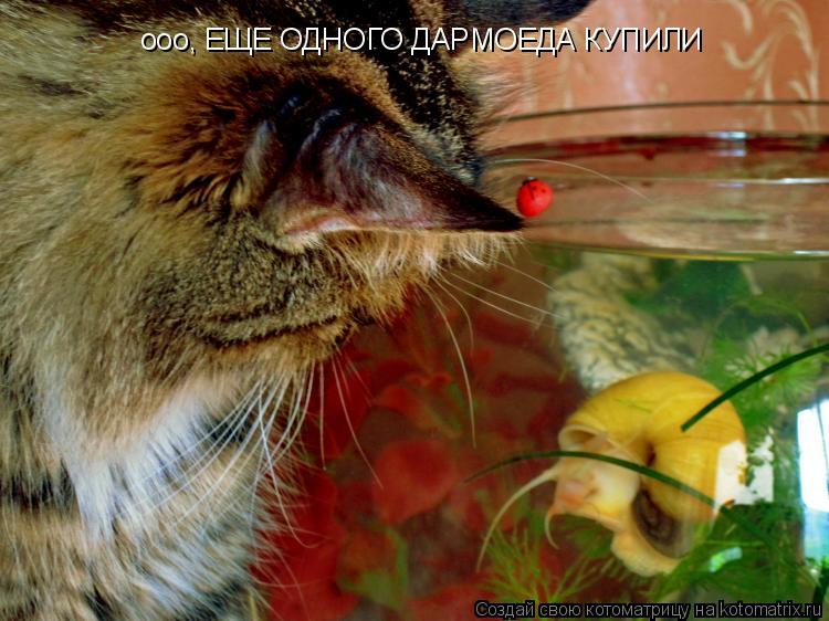 ооо, ЕЩЕ ОДНОГО ДАРМОЕДА КУПИЛИ... Котоматрица: ооо, ЕЩЕ ОДНОГО ДАРМОЕДА КУПИЛИ