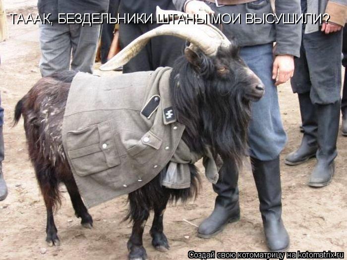 ТАААК, БЕЗДЕЛЬНИКИ ШТАНЫ МОИ ВЫСУШИЛИ?... Котоматрица: ТАААК, БЕЗДЕЛЬНИКИ ШТАНЫ МОИ ВЫСУШИЛИ?
