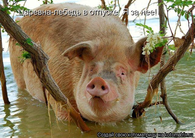 Царевна-лебедь в отпуске. Я за нее!... Котоматрица: Царевна-лебедь в отпуске. Я за нее!